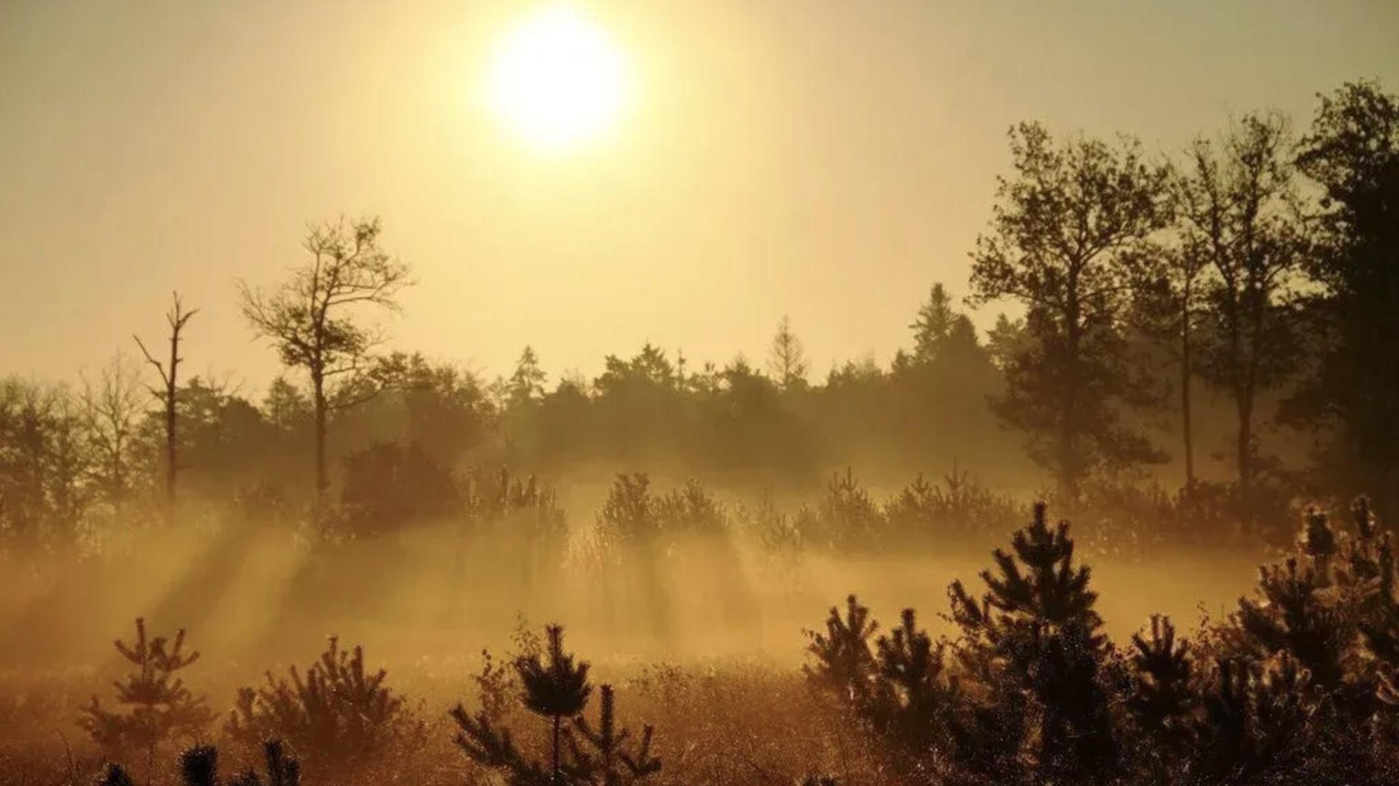 Nationaal Park Dwingelderveld